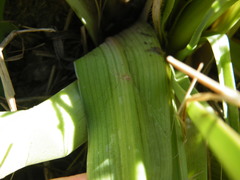 Kniphofia triangularis