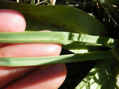 Kniphofia triangularis