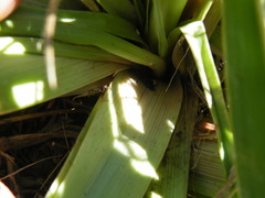 Kniphofia triangularis