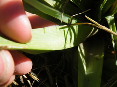 Kniphofia triangularis