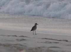 Pluvialis squatarola