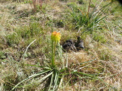 Kniphofia triangularis