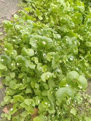 Claytonia perfoliata