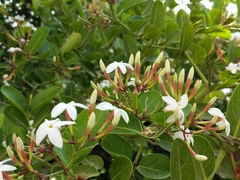Carissa bispinosa