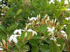 Carissa bispinosa