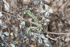 Heliotropium calcareum