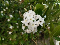 Carissa bispinosa