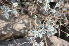 Heliotropium calcareum