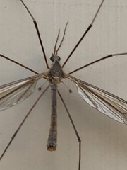 Acutipula