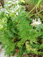 Apiaceae