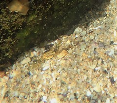 Palaemon serenus