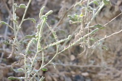 Heliotropium calcareum