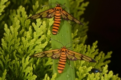 Amata polymita