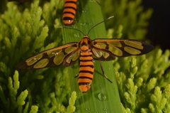 Amata polymita