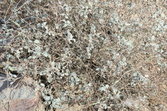 Heliotropium calcareum