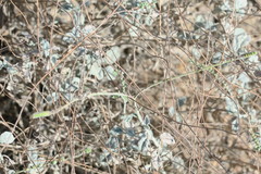 Heliotropium calcareum