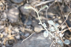 Heliotropium calcareum