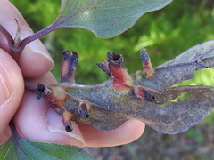 Craneiobia tuba