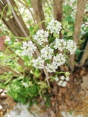 Apiaceae