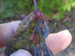 Craneiobia tuba