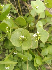 Claytonia perfoliata