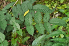 Rubus cardotii