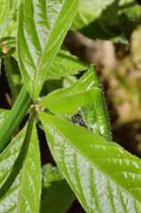 Phylloneta pictipes
