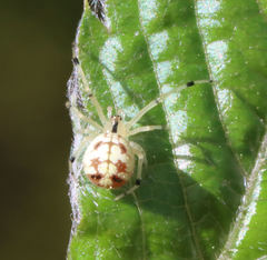 Phylloneta pictipes
