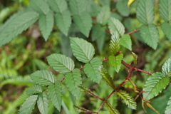 Rubus cardotii