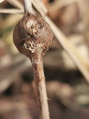 Lasioptera rubi