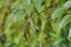 Rubus cardotii