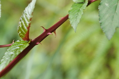 Rubus cardotii