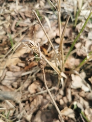 Lasioptera rubi