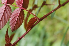 Rubus cardotii