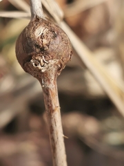 Lasioptera rubi