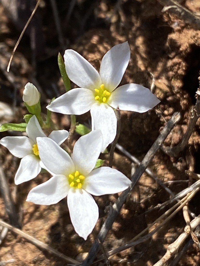 Leptosiphon laxus