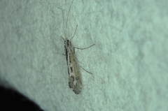 Glyphopsyche irrorata