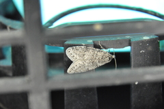 Semioscopis inornata