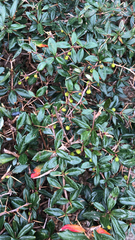 Berberis julianae