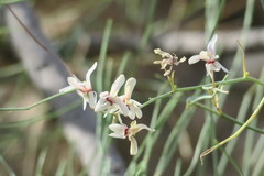 Moringa peregrina