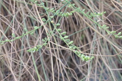 Ochradenus aucheri