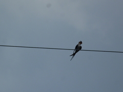 Hemiprocne coronata