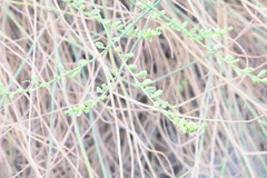 Ochradenus aucheri
