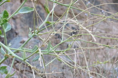 Physorhynchus chamaerapistrum