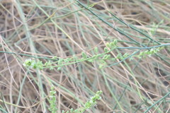 Ochradenus aucheri
