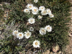 Coronidium waddelliae