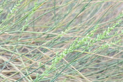 Ochradenus aucheri