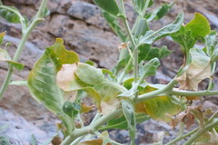 Physorhynchus chamaerapistrum