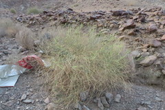 Ochradenus aucheri