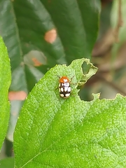 Cryptocephalus luteosignatus